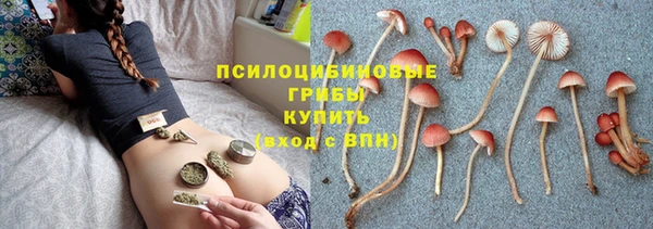 индика Гусев